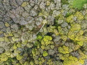 Top Down over Forest from a drone, Long Wood, River Dart, Dartmouth, Kingswear, Devon, England,