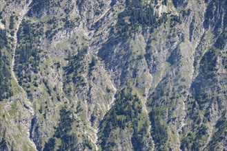 Mountain forest and erosion gullies, Himmelschrofen near Oberstdorf, Allgäu Alps, Allgäu, Bavaria,