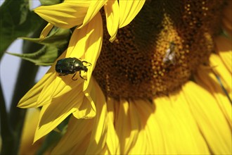 Rose chafer on a sunflower, July, Saxony, Germany, Europe