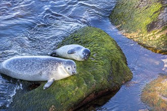 Harbor seal, phoca vitulina vitulina. Female seal and baby resting on a rock by the sea. Forillon