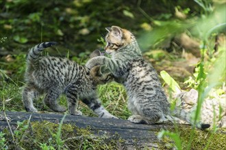 Three young kittens playing and wrestling with each other in the forest, wild cat (Felis