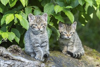 Two kittens sitting on a tree stump, surrounded by green leaves, wildcat (Felis silvestris),