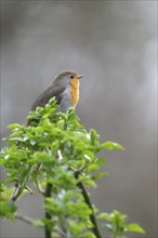 European robin (Erithacus rubecula) on curved branch with freshly sprouted green leaves in spring,