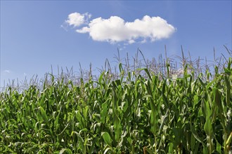 Symbolic image, renewable energies, maize plants, biogas plant, feed maize, clouds, detail,