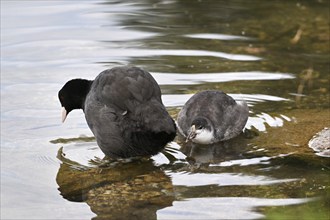 Common Coot (Fulica atra), adult bird with chick searching for food in the lake