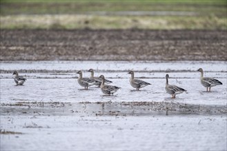 Bean Geese (Anser fabalis), Emsland, Lower Saxony, Germany, Europe