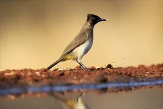 Grey bulbul (Pycnonotus barbatus), adult, at the water, Kruger National Park, Kruger National Park,