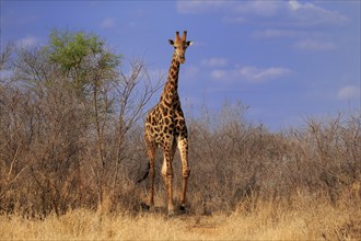 Southern giraffe (Giraffa camelopardalis giraffa), adult, foraging, Kruger National Park, Kruger