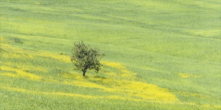 Mulberry tree (Morus) in a field with flowering yellow broom (Genista tinctoria), Tuscany, Italy,