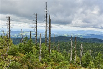 Vegetation with Norway spruce (Picea abies) and colored European blueberry (Vaccinium myrtillus) on