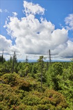 Vegetation with Norway spruce (Picea abies) and colored European blueberry (Vaccinium myrtillus) on