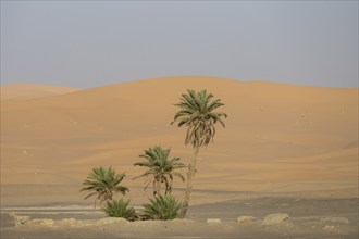 Palm trees in front of dunes in the desert, Erg Chebbi, Sahara, Merzouga, Morocco, Africa