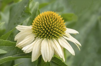 Echinacea purpurea, White Coneflower variety White Swan, Palatinate, Rhineland-Palatinate, Germany,