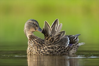 Mallard (Anas platyrhynchos) grooming, female, Aviemore, Scotland, Great Britain