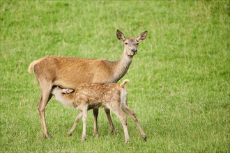 Red deer (Cervus elaphus) mother with her calf standing on a meadow, Kitzbühel, Wildpark Aurach,