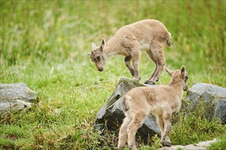 Alpine ibex (Capra ibex) youngster, standing on a rock, wildlife Park Aurach near Kitzbuehl,