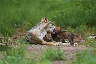 Gray wolf (Canis lupus), playing with puppies in the forest, summer, Germany, Europe