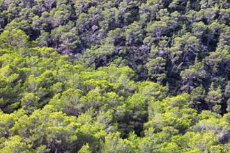 Green conifers in a pine forest near Sant Antoni de Portmany, Ibiza, Balearic Islands,