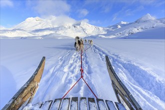 Sled dog ride for tourists in the Arctic, winter, Ammassalik district, East Greenland, Greenland,