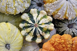 Top view of Jaune et Verte Scallop Squash between other colorful pumpkins and squashes