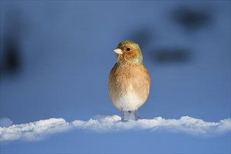 Chaffinch (Fringilla coelebs), male, in the snow, winter feeding, Oberhausen, Ruhr area, North