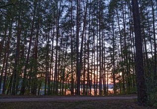 Evening mood in the forest at Lake Rospuda in northern Poland. Augustow, Podlaskie, Poland, Europe