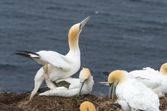 Breeding of a pair of northern gannets (Morus bassanus), nest, breeding, beak, plumage, cliff edge,