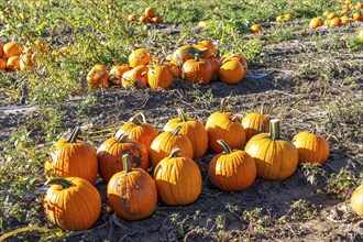 Pumpkin field, ripe pumpkins, shortly in front of harvest, near Neuss, North Rhine-Westphalia,