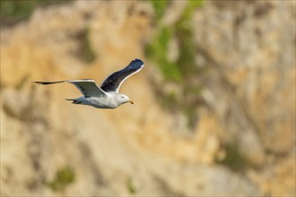 Great black-backed gull (Larus marinus) gliding along the cliffs of the Atlantic Ocean. Camaret,