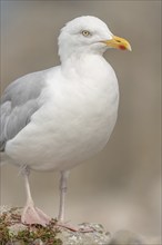 Portrait of a herring gull (Larus argentatus) in the cliffs of the Atlantic Ocean. Camaret, Crozon,