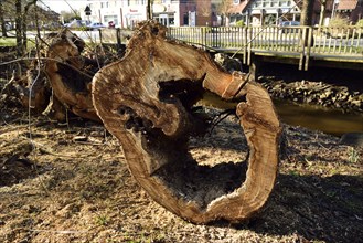 Europe, Germany, Lower Saxony, tree stump, tree felling, hollow, diseased tree, Hamburg, Hamburg,