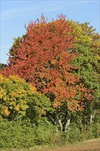 Row of trees, cherry (Prunus) and maple (Acer) with autumn leaves at the edge of a field, blue sky,