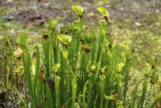 Yellow pitcherplants (Sarracenia flava), Botanical Garden, Erlangen, Middle Franconia, Bavaria,