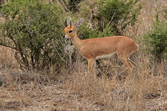 Steenbok (Raphicerus campestris), adult, male, foraging, vigilant, dwarf antelope, Kruger National