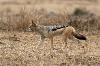 Black-backed jackal (Lupulella mesomelas), adult, alert, stalking, foraging, Kruger National Park,