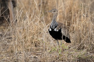 Red-crested Bustard (Lophotis ruficrista), adult, foraging, alert, Kruger National Park, Kruger