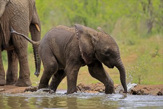 African elephant (Loxodonta africana), young animal, calf, baby elephant, mother, young animal with