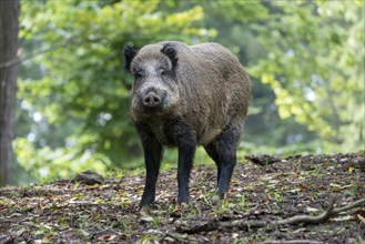 Wild boar (Sus scrofa), boar, Vulkaneifel, Rhineland-Palatinate, Germany, Europe