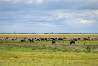 Water buffaloes grazing on a wide, green meadow under a cloudy sky, Lake Neusiedl National Park,