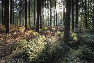 Bracken fern (Pteridium aquilinum) in spruce forest, Emsland, Lower Saxony, Germany, Europe