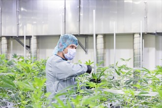 DEU/Saxony/Ebersbach The Saxon cannabis producer Demecan is now the first German company to be