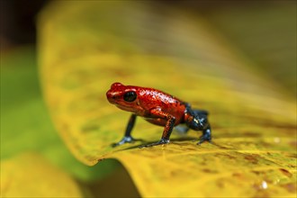 Strawberry poison-dart frog (Oophaga pumilio) sitting on a yellow leaf, Heredia province, Costa