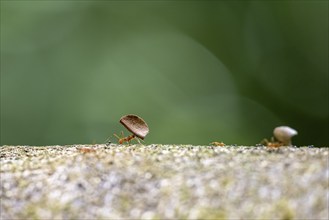 Leaf-cutter ant (Atta cephalotes) carrying a piece of leaf, Corcovado National Park, Osa Peninsula,