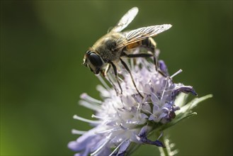 Drone fly (Eristalis interrupta) on water mint (Mentha aquatica), Emsland, Lower Saxony, Germany,