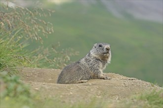 Marmot (Marmota), Grossglockner High Alpine Road, Salzburger Land, Austria, Europe