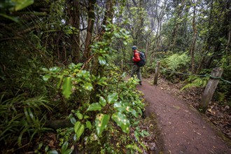 Young man on hiking trail through foggy rainforest, dense vegetation, Poás National Park, central