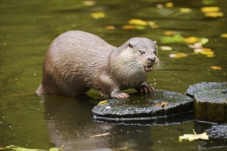 Eurasian otter (Lutra lutra) on a tree trunk in the water of a little lake, Bavaria, Germany,