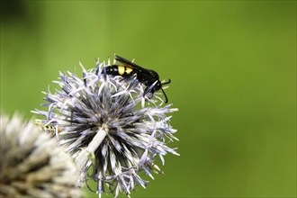 Scolia hirta, summer, Saxony, Germany, Europe