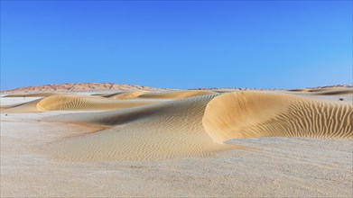 Wind-sculpted curved sand dunes in the Rub al Khali desert, Dhofar province, Arabian Peninsula,