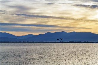 Lake Kerkini, Lake Kerkini, morning mood, silhouette, Central Macedonia, Greece, Europe